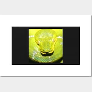 Emerald Tree Boa #2 Posters and Art